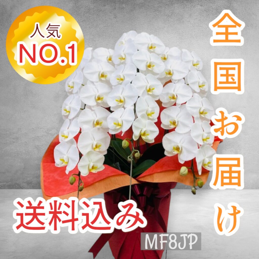 お祝いギフト/胡蝶蘭/法人向け/3本立ち/開業お祝い/ご就任お祝い/人気NO.1/全国発送