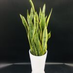 サンスベリア/観葉植物/移転祝い/開業祝い/開店祝い/法人向け/名古屋市内配送/即日配送