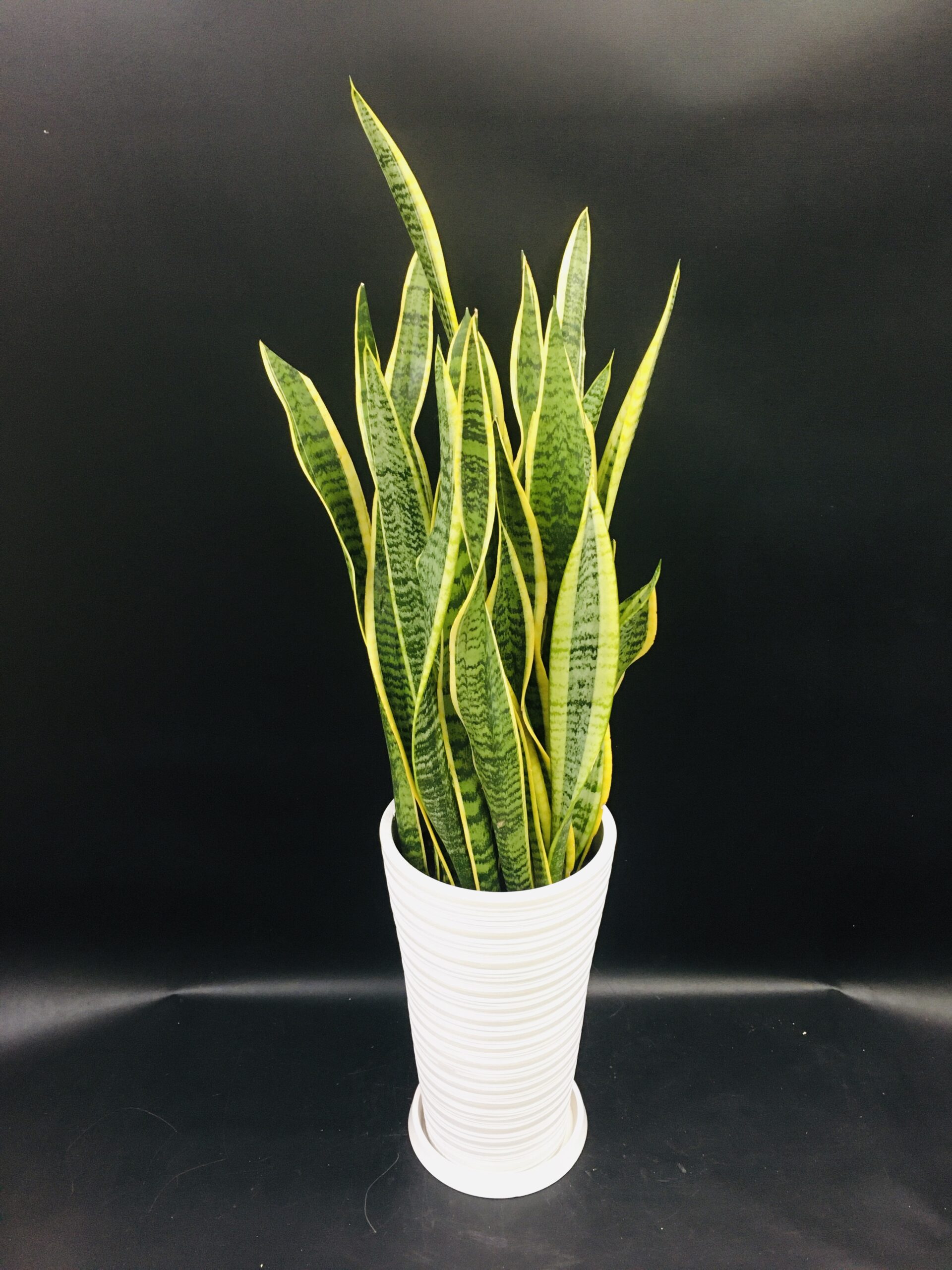 サンスベリア/観葉植物/移転祝い/開業祝い/開店祝い/法人向け/名古屋市内配送/即日配送