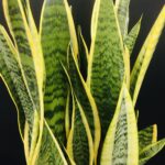 サンスベリア/名古屋市内/観葉植物/オフィスグリーン/ビジネスフラワー