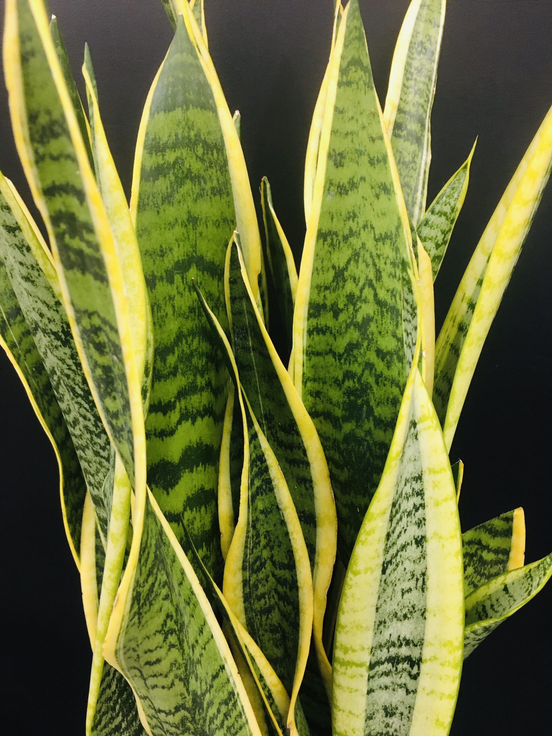 サンスベリア/名古屋市内/観葉植物/オフィスグリーン/ビジネスフラワー