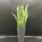 名古屋市内/名古屋配達/観葉植物/サンスベリア/移転祝い/開店祝い