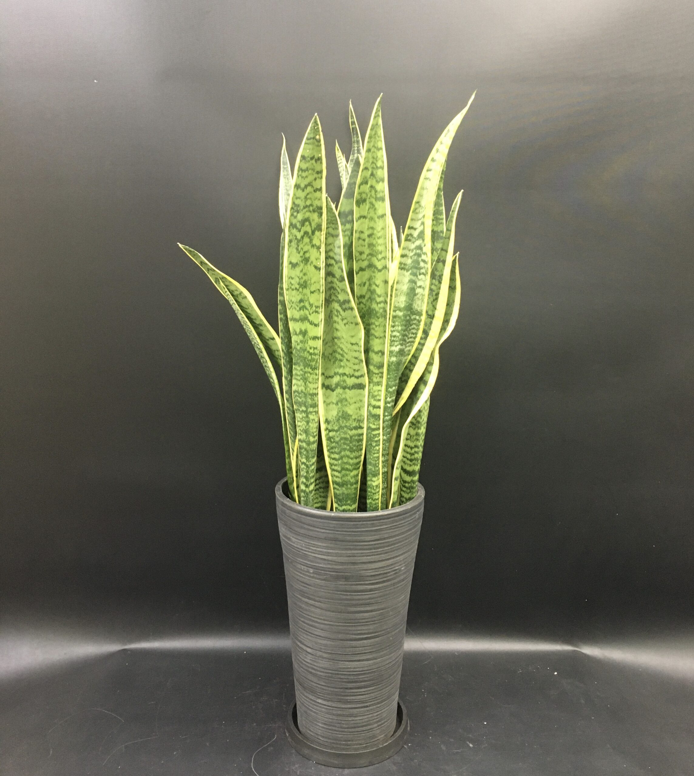 名古屋市内/名古屋配達/観葉植物/サンスベリア/移転祝い/開店祝い