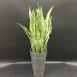 開店祝い/開院お祝い/観葉植物/サンスベリア/御祝全般/法人向け/ビジネスフラワー