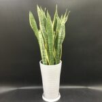 開業御祝/ビジネスフラワー/サンスべリア/オフィスグリーン/ギフト