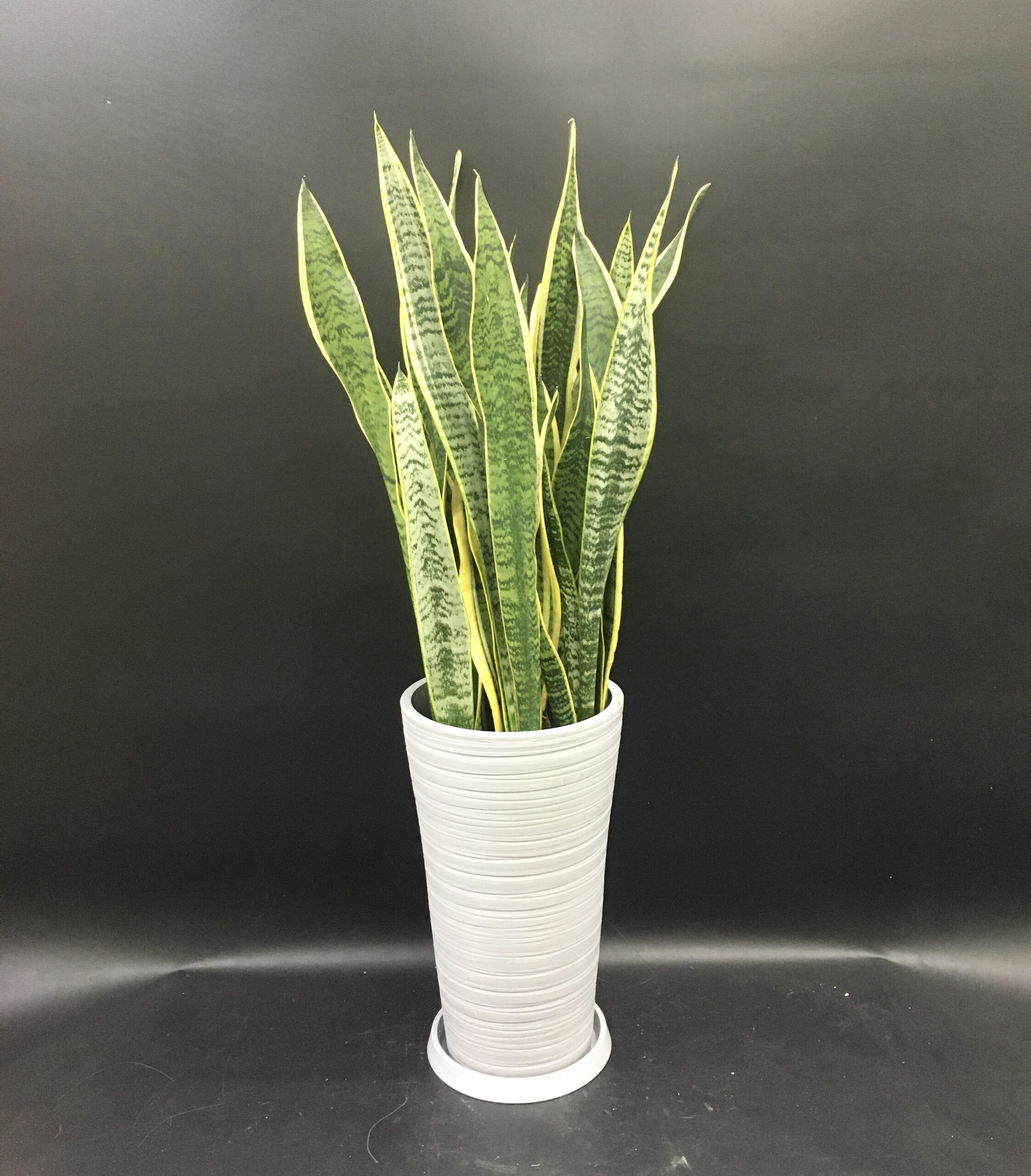 開業御祝/ビジネスフラワー/サンスべリア/オフィスグリーン/ギフト