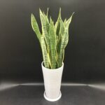 観葉植物/名古屋市内配送/名古屋/サンスベリア/移転お祝い/開業祝い/ギフト/フラワーギフト/法人向け